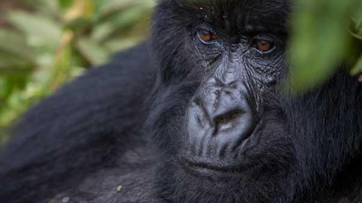 Gorila en el Parque Nacional de los Volcanes, Ruanda.