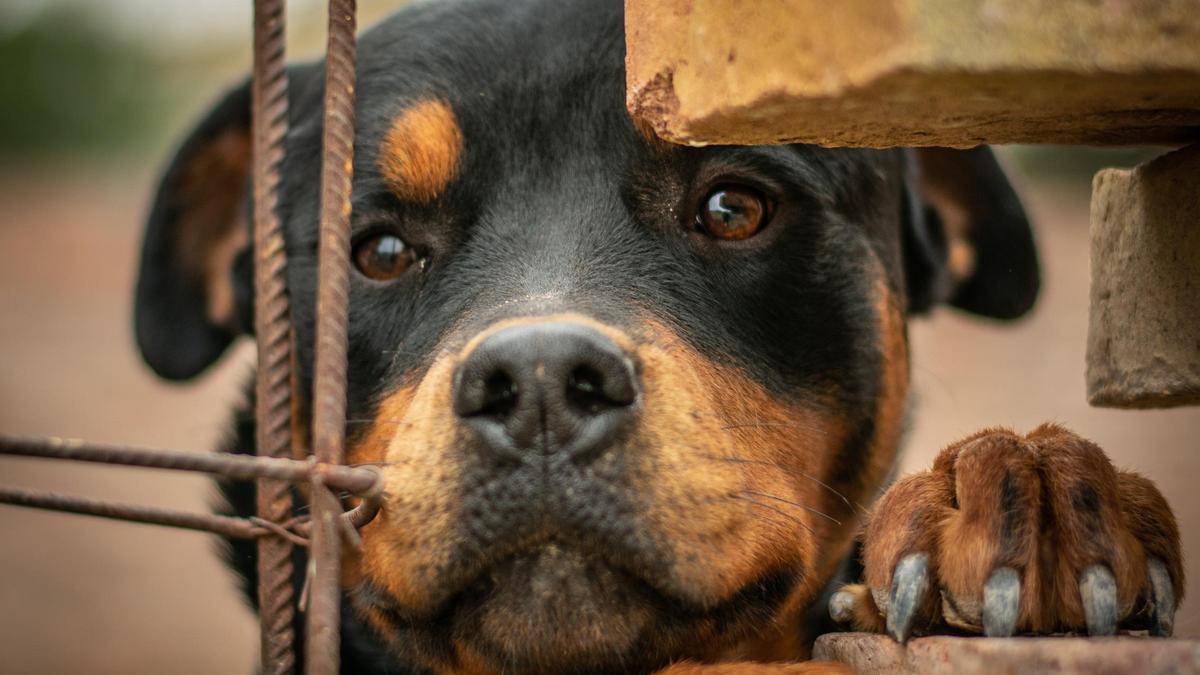 El rottweiler es un gran perro guardián.