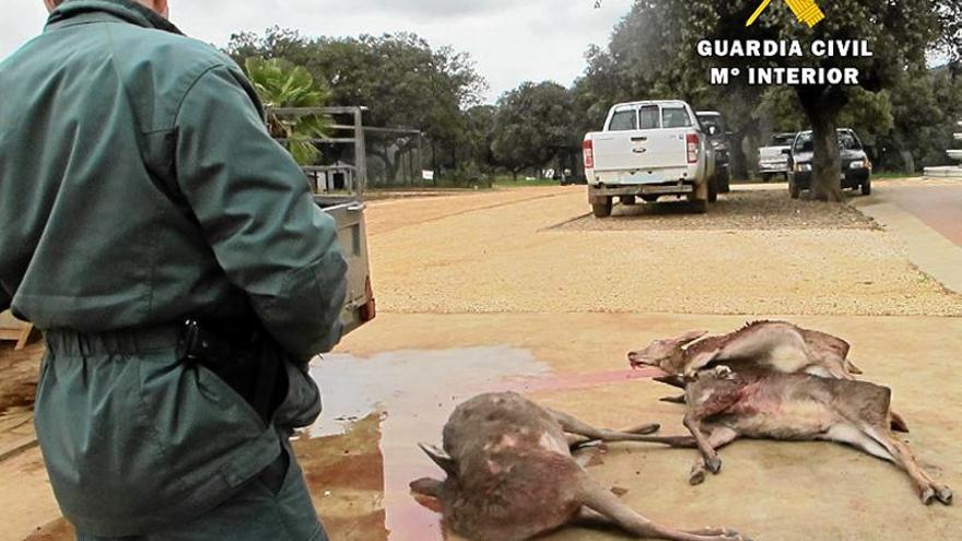 El Seprona denuncia a cuatro furtivos que abatían ciervos