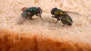 Cómo espantar moscas: Trampas caseras y remedios naturales