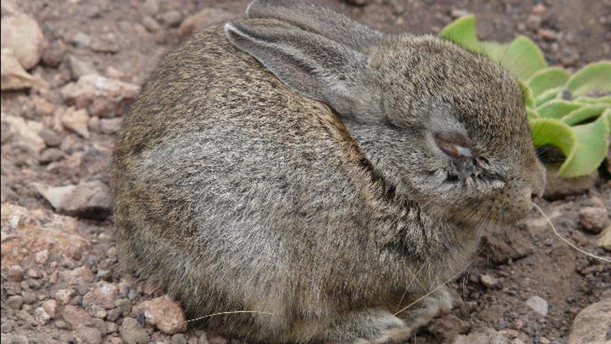 Imagen de un conejo enfermo con mixomatosis.