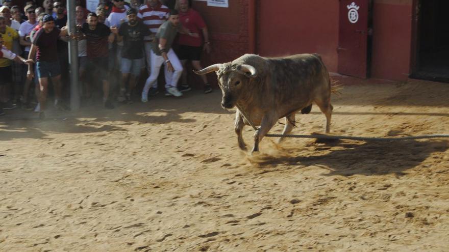 Cardilisto» reabre el debate sobre el toro que necesita Benavente y se valora la programación «para todos los gustos