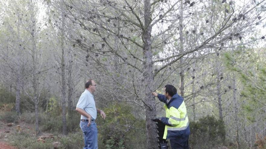 La plaga de los pinos afecta ya a 40 pueblos de la provincia de Castellón