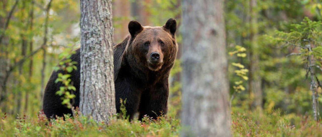 Un oso