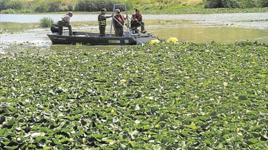 Harán pruebas contra el nenúfar mexicano en el Guadiana en Badajoz