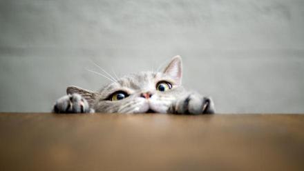 GATO | 40 curiosidades de los gatos que, quizás, no sabías