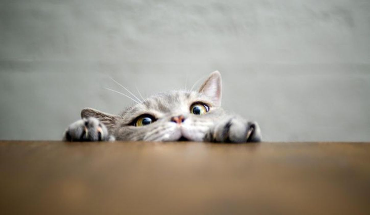 Día Internacional de los Gatos.