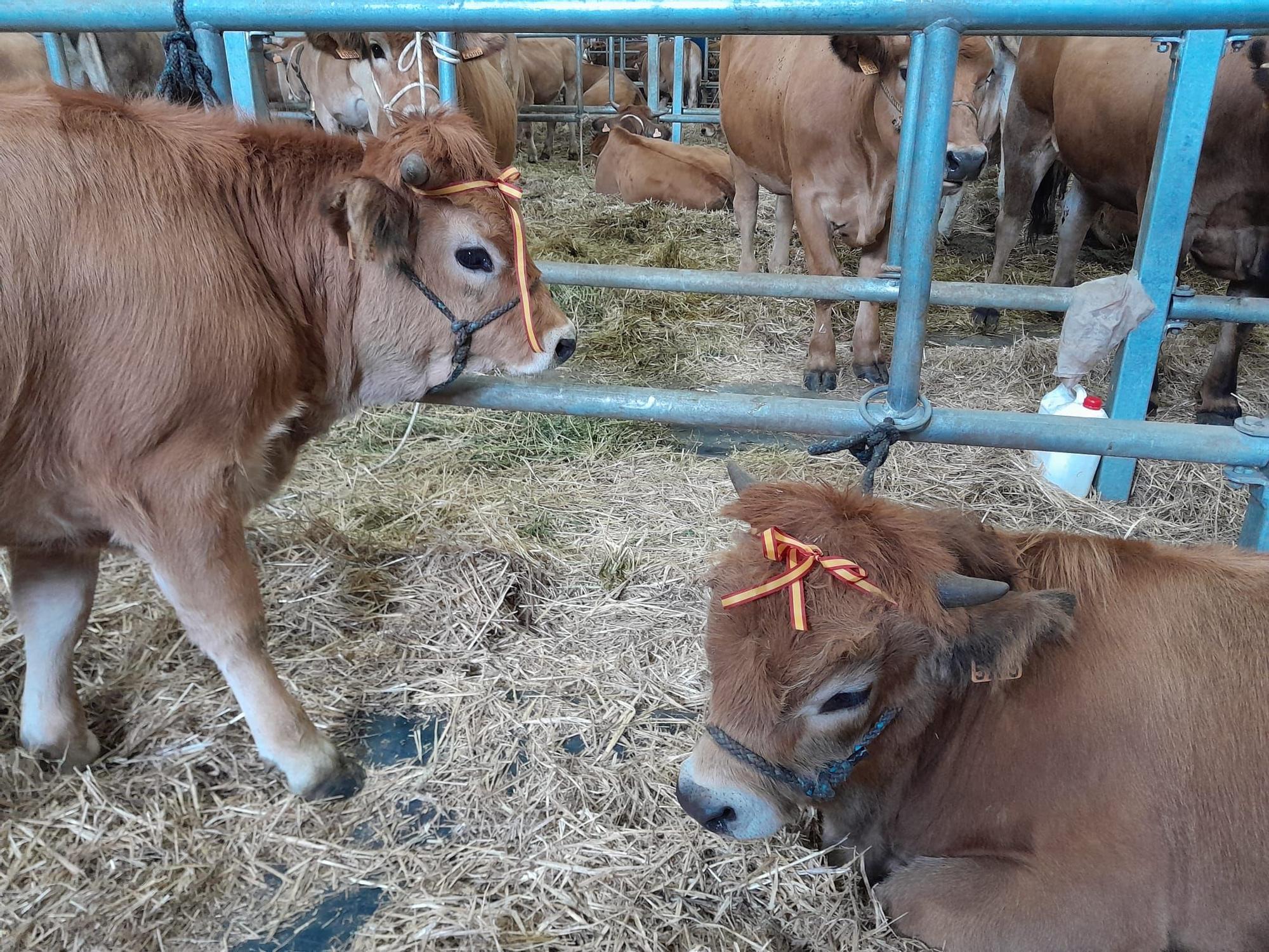 El concurso de ganado de las fiestas de La Pontona, en Laviana