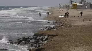 Nuevo inquilino marino en la playa de El Prat de Llobregat