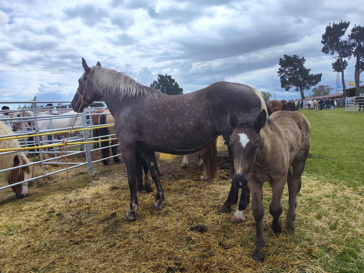 La yegua estrella de la feria de Llanera, en imágenes
