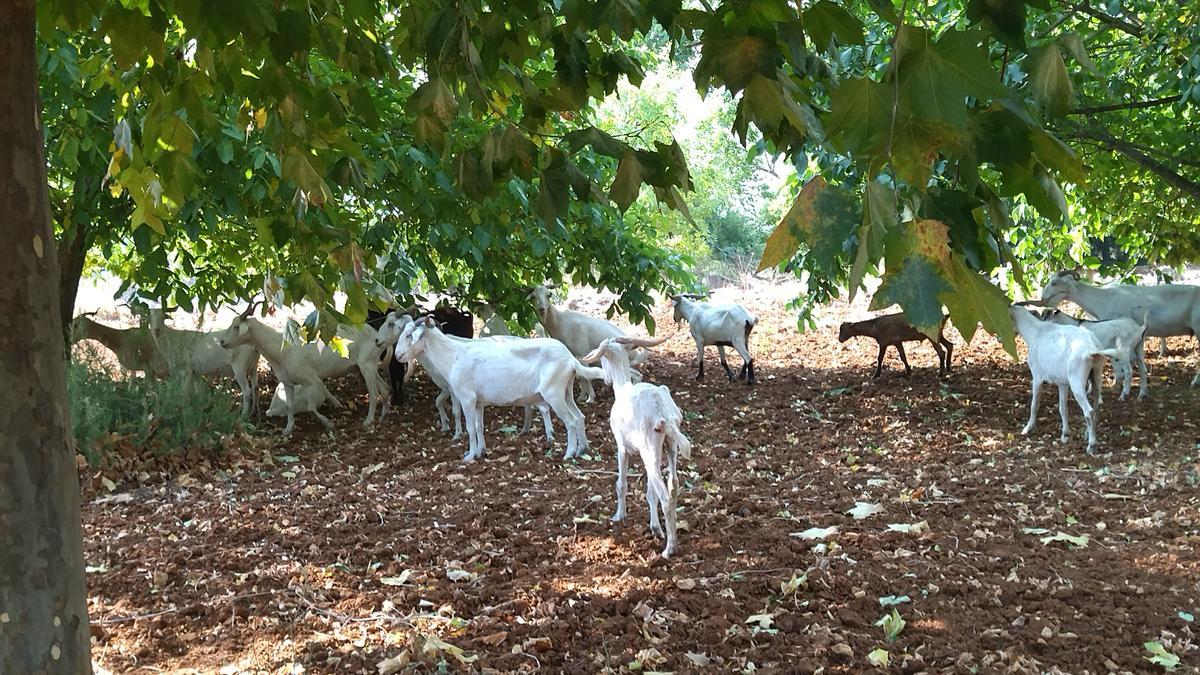 Las cabras del Atlas se han refugiado en un campo que se ha salvado del fuego en el Miserà