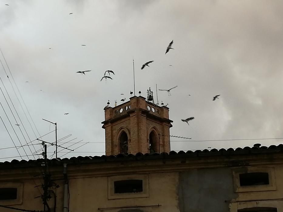 Un grup de cigonyes fa parada a Sallent