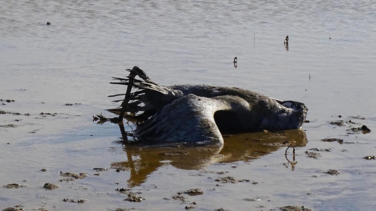 Un ejemplar de grulla muerto en entorno del embalse de la Sotonera.