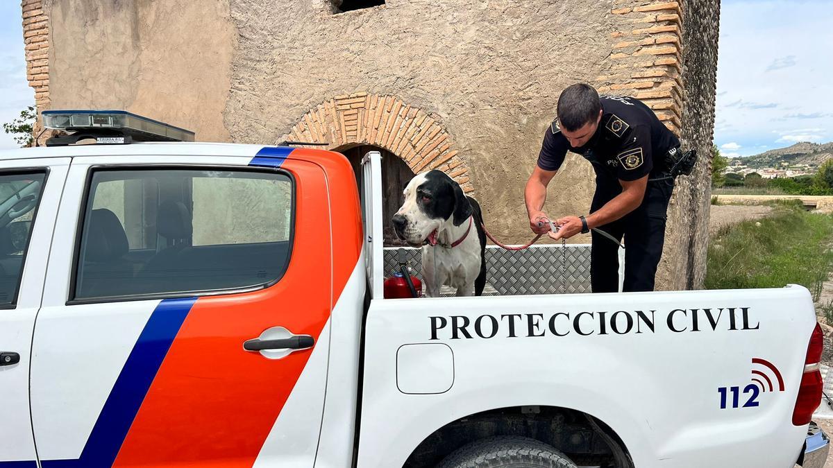 El gran danés ha sido rescatado por la Policía Local de Xàtiva.