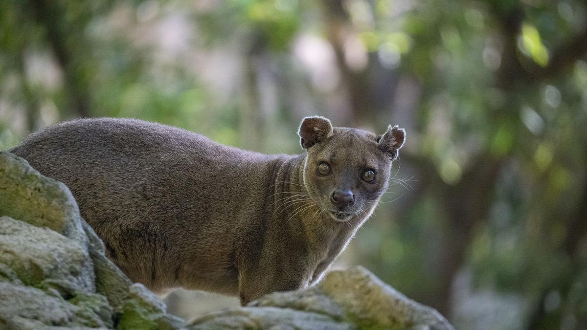 La fosa es el carnívoro endémico más grande de Madagascar y el depredador dominante de la isla.