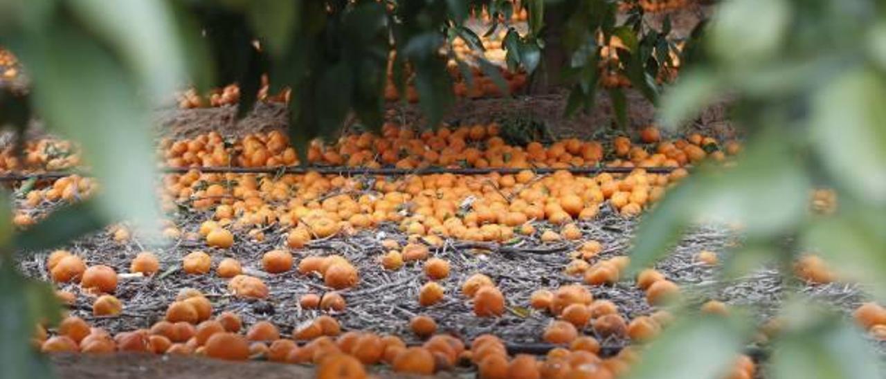 Naranjas sin recoger esparcidas por el suelo ante la falta de compradores con buenos precios.