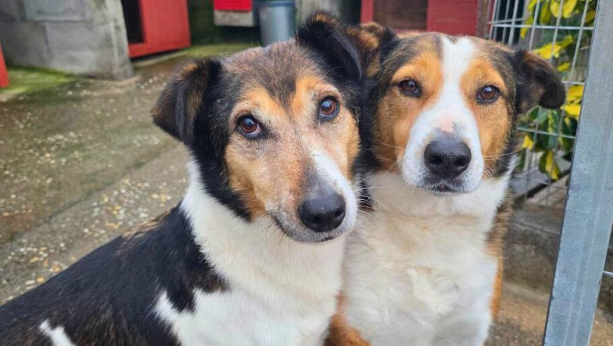 Miño y Río son dos inquilinos de la protectora Aloia de Tui.
