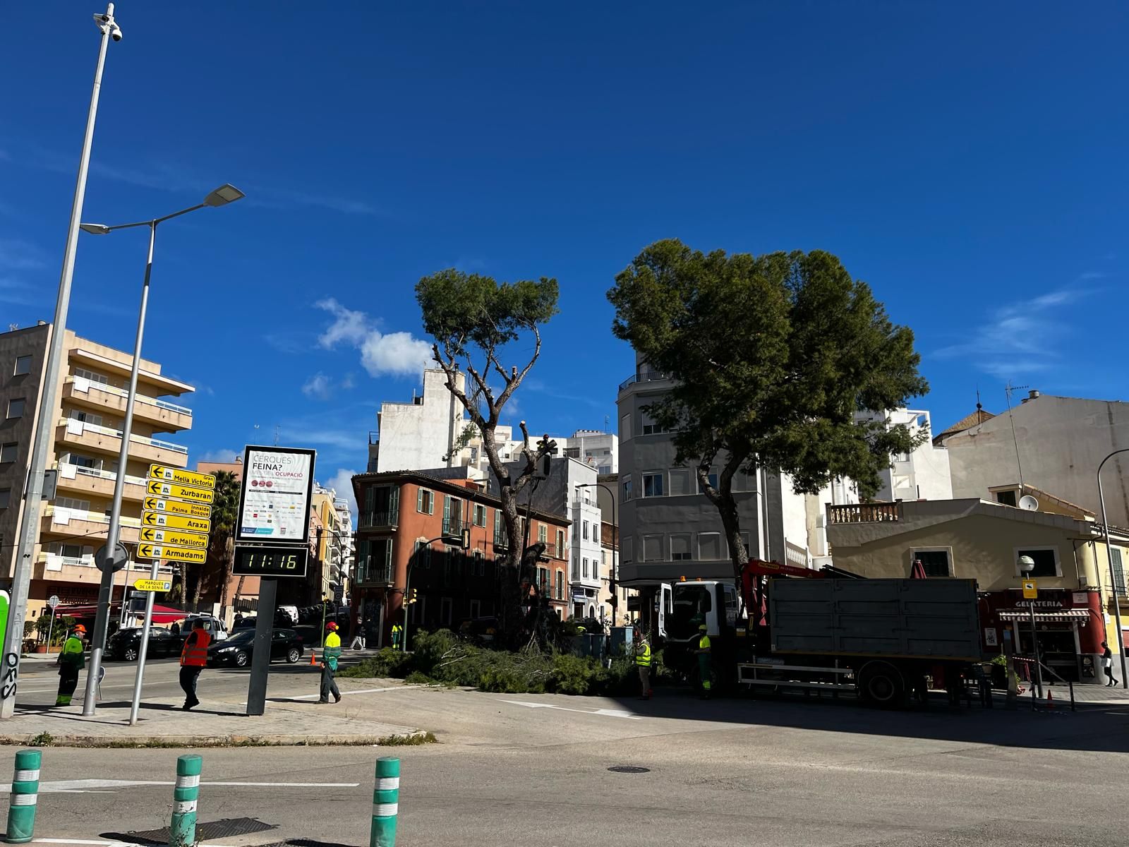 El ayuntamiento de Palma tala dos de los tres pinos emblemáticos de la plaza Pont