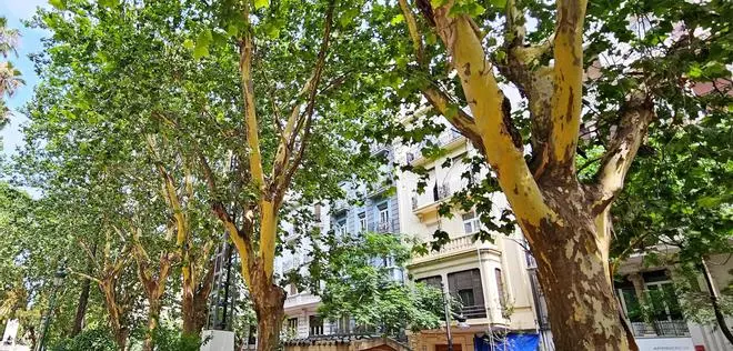 Plataneros pelados en los jardines de València