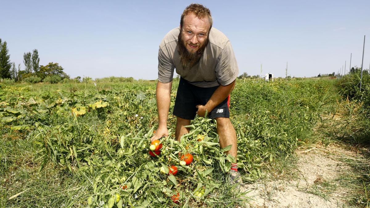 Javier Sopesens, hortelano de la huerta de Zaragoza, trabajando en su huerto cerca de Movera