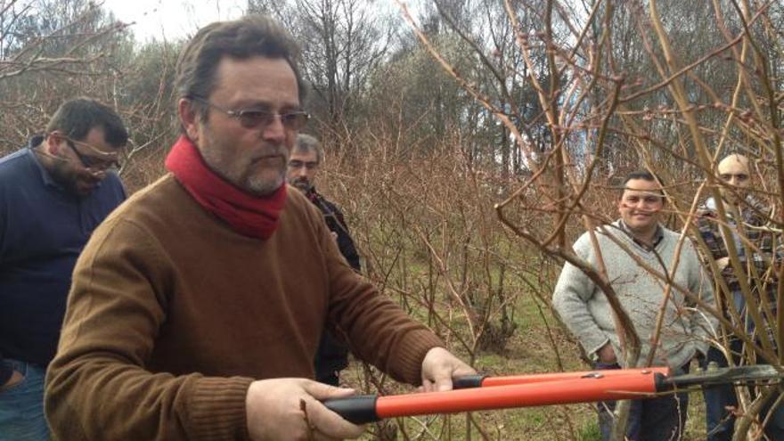 El ingeniero francés Bruno Billote realiza un ejercicio práctico de poda de arbustos de arándano en Pravia.