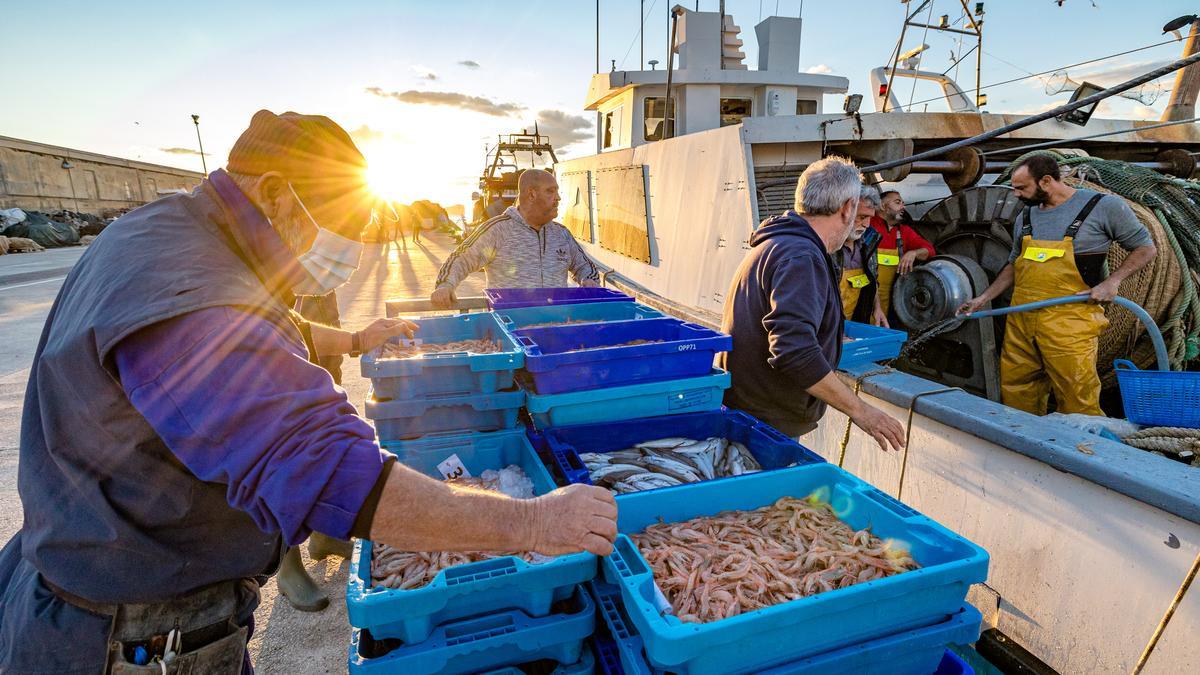 Pescadores desembarcando sus capturas en el puerto de la Vila Joiosa