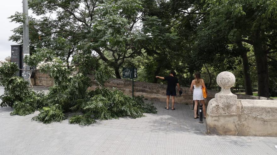 Cae una rama de grandes dimensiones en el Passeig de la Ciutadella