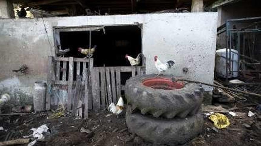 Aves de corral en libertad.