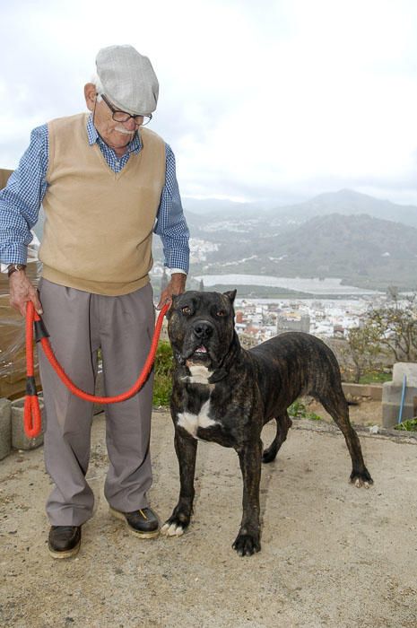 PRESA CANARIO BARDINO.REPORTAJE RAZAS DE PERROS ...