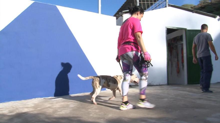 Voluntaria pasea los perros del albergue municipal de Mogán.