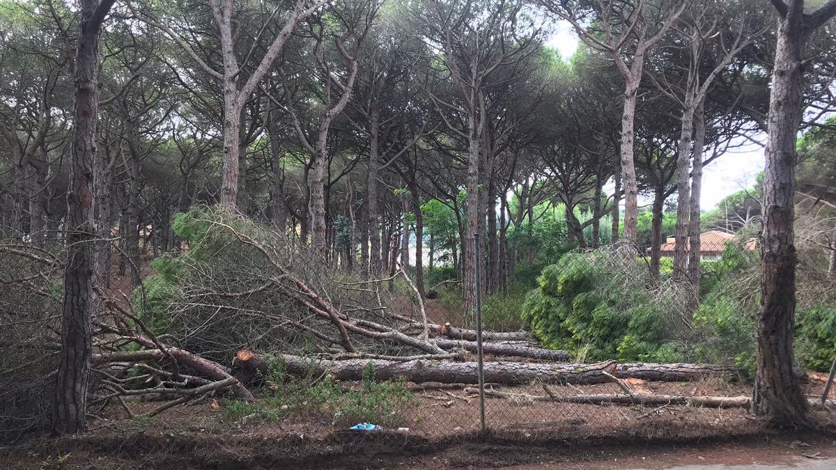 Tala d&#039;arbres a la Pineda de La Fosca de Palamós