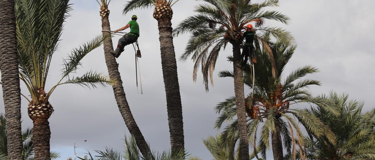 Palmereros podando palmeras de Elche