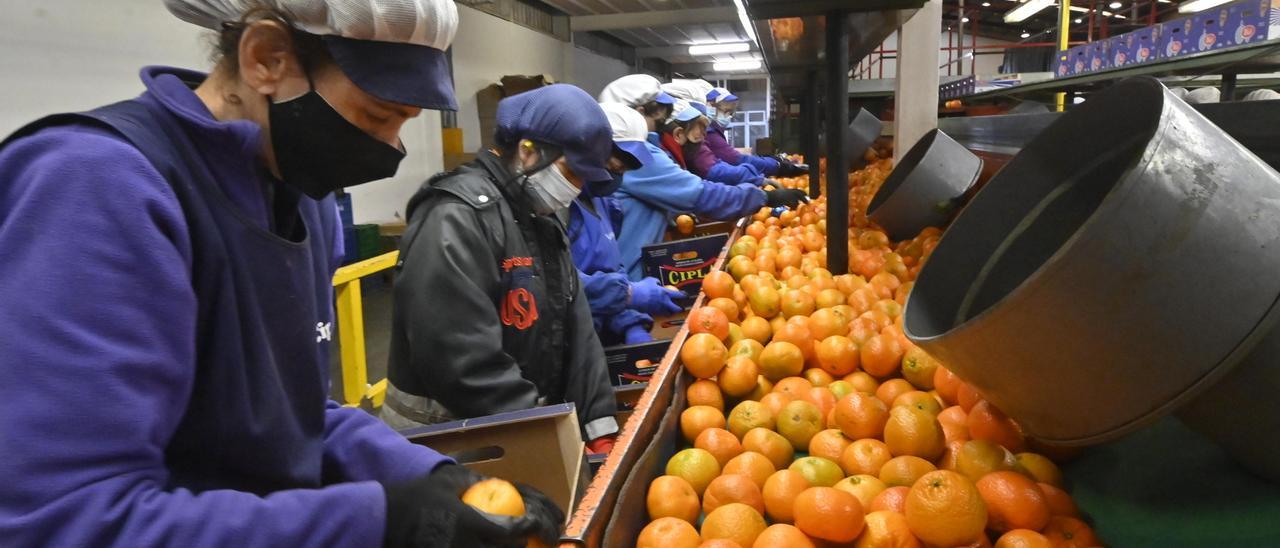 Varias mujeres trabajan en el manipulado de la fruta en el interior de la cooperativa Citrics de Nules.