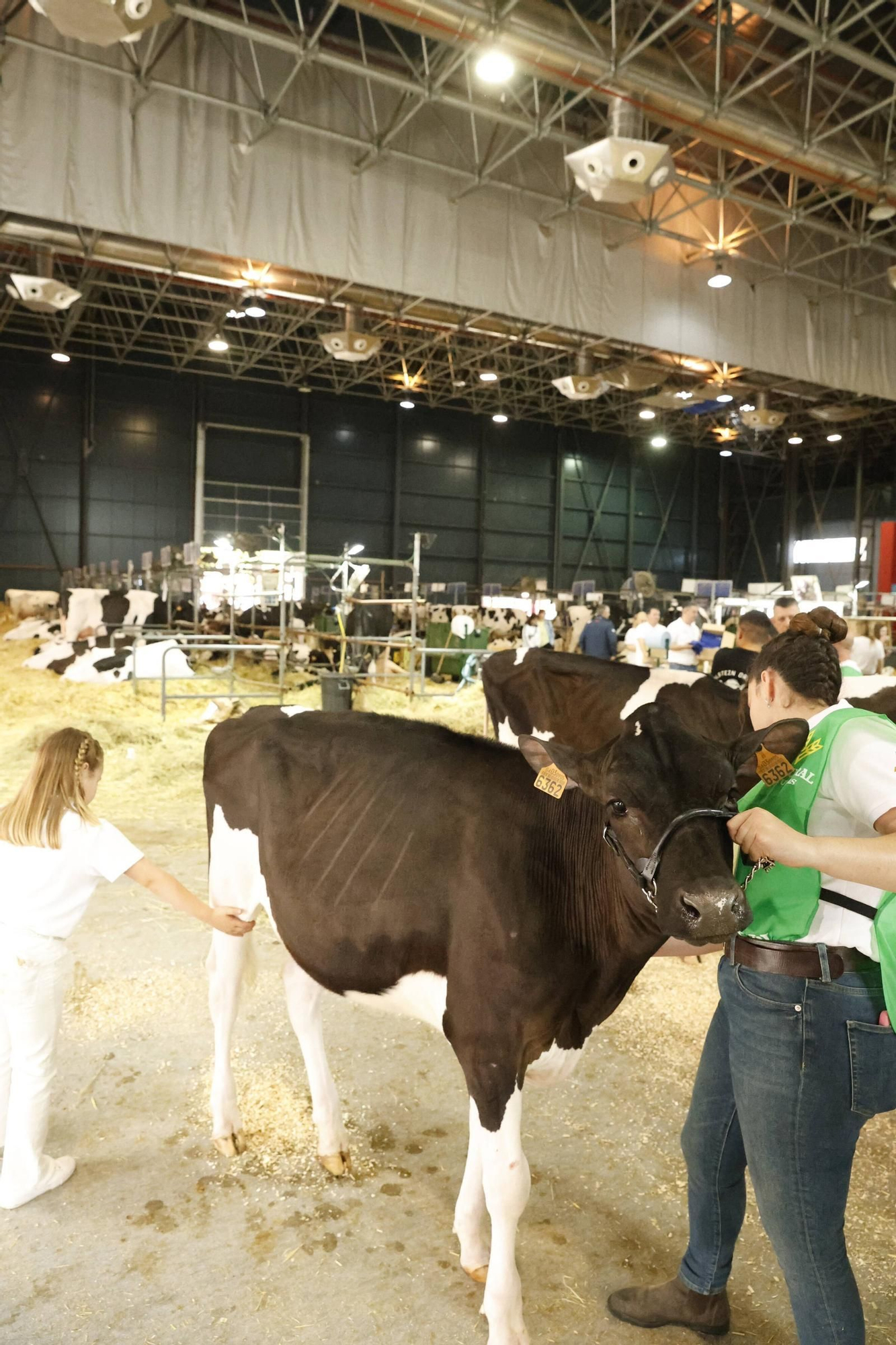 El último día de la Feria de San Antonio en Gijón, en imágenes