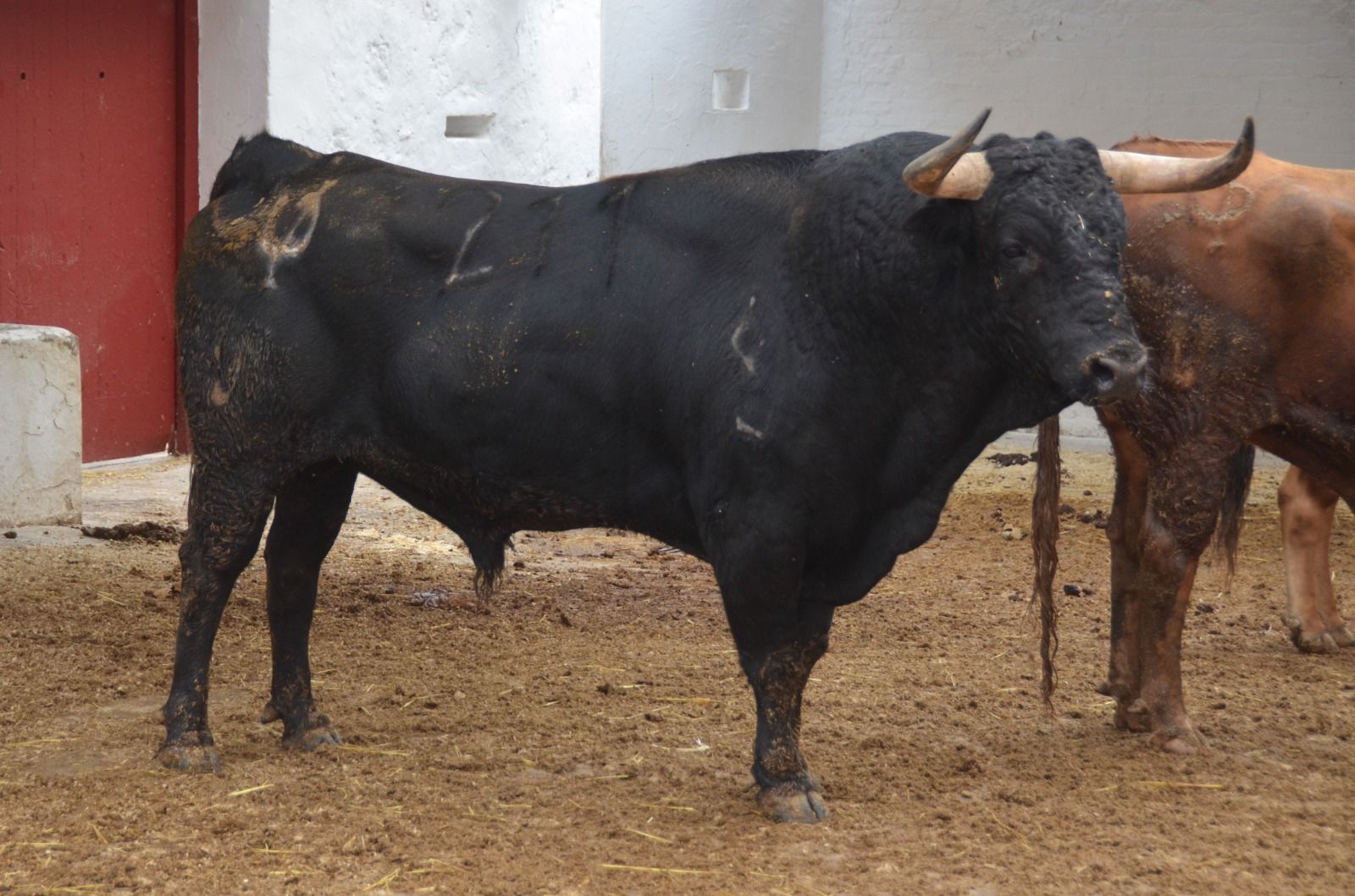 Los toros de la Corrida Concurso de ganaderías en València