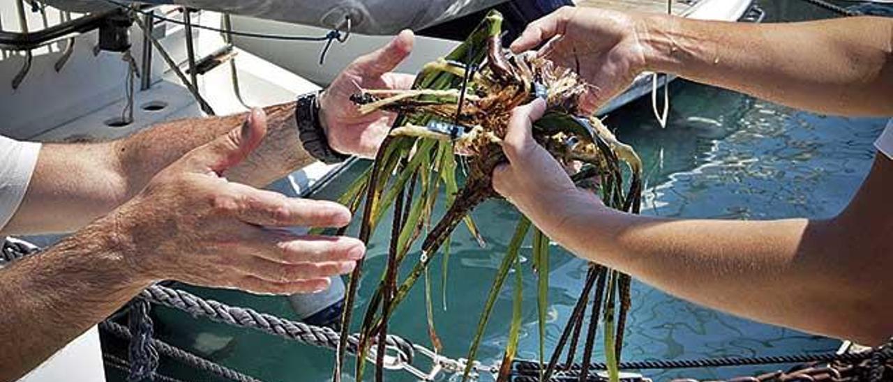 La siembra de posidonia es un proyecto pionero.