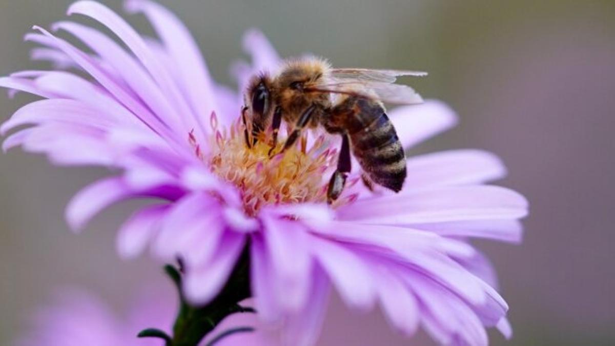 Avispas y abejas, ¿Cómo prevenir y tratar las picaduras?