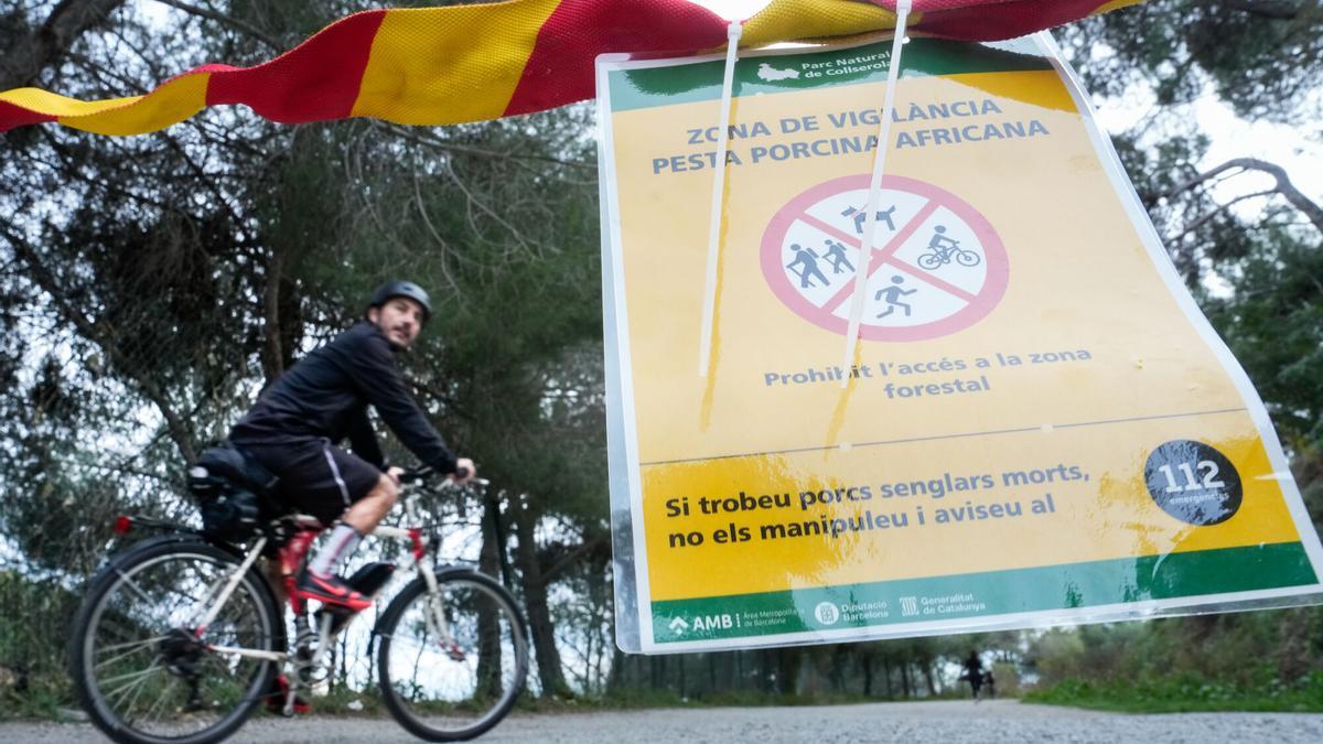Vista de uno de los carteles situados en los accesos al Parque Natural de Collserola, alertando de la presencia de la peste porcina. Otros ocho jabalíes muertos han sido hallados en la misma zona de la sierra de Collserola (Barcelona) en la que esta semana han aparecido los cuerpos de seis animales de esta especie que murieron por peste porcina africana (PPA). EFE/Enric Fontcuberta