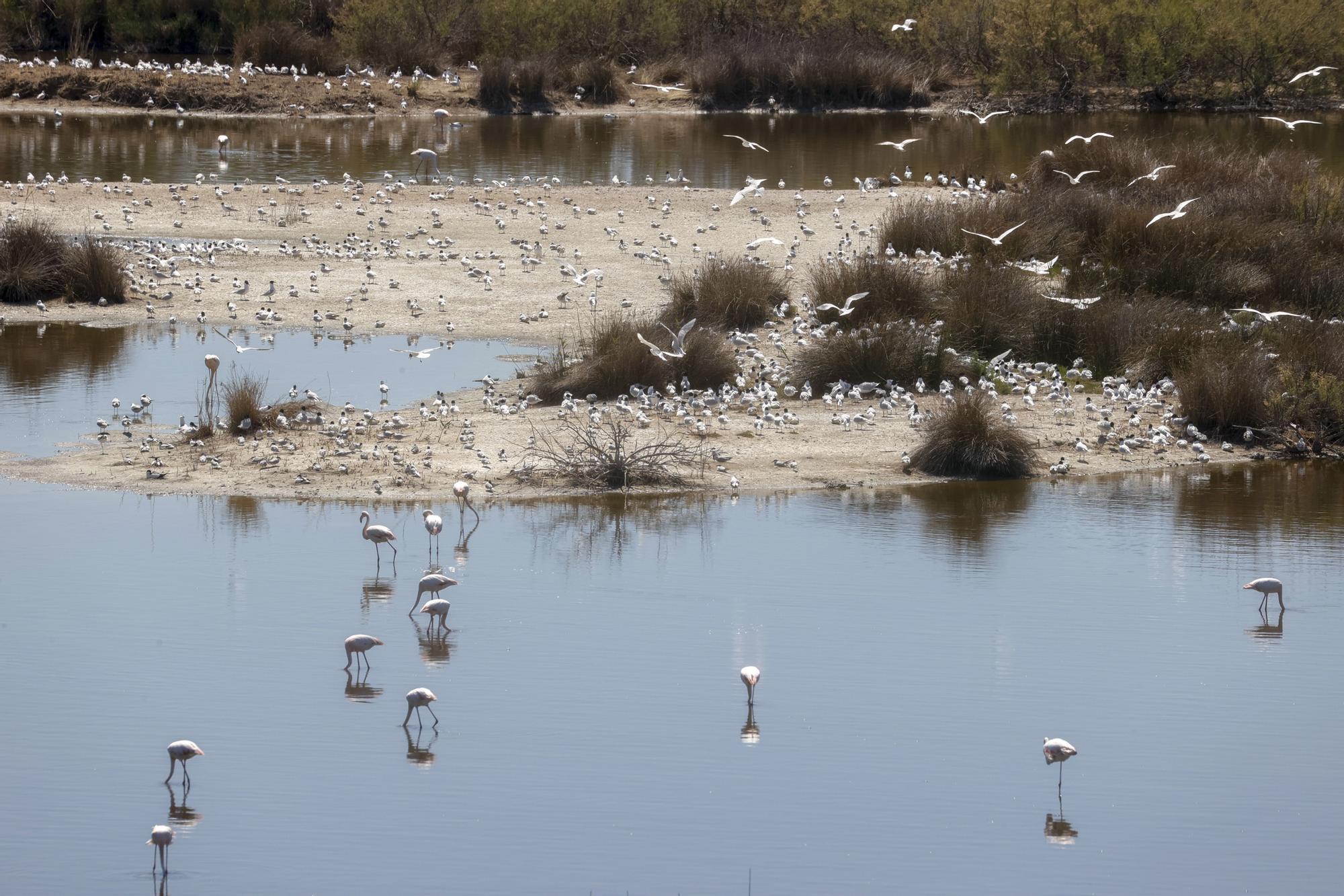 Así crecen los flamencos de l'Albufera