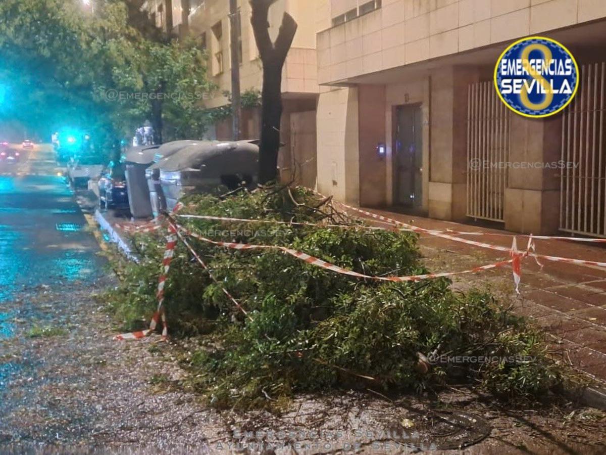 Restos del árbol retirado.