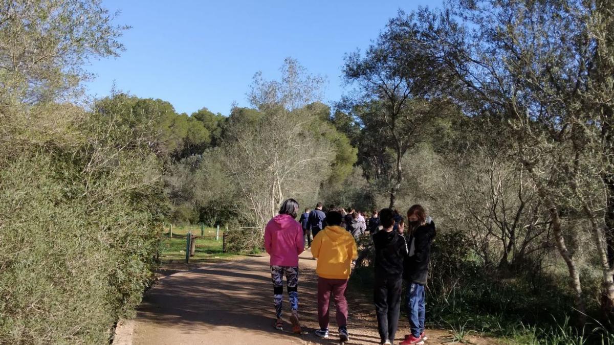 Reforestan el bosque de Bellver con 184 árboles de 20 especies