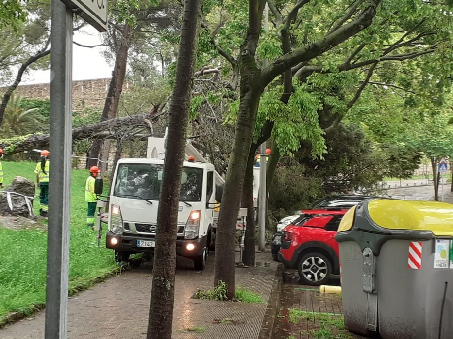 El temporal arrenca dos pins i cauen branques al cim de vehicles