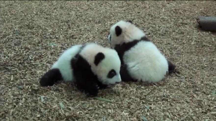 Los gemelos panda del zoo de Atlanta son toda una atracción