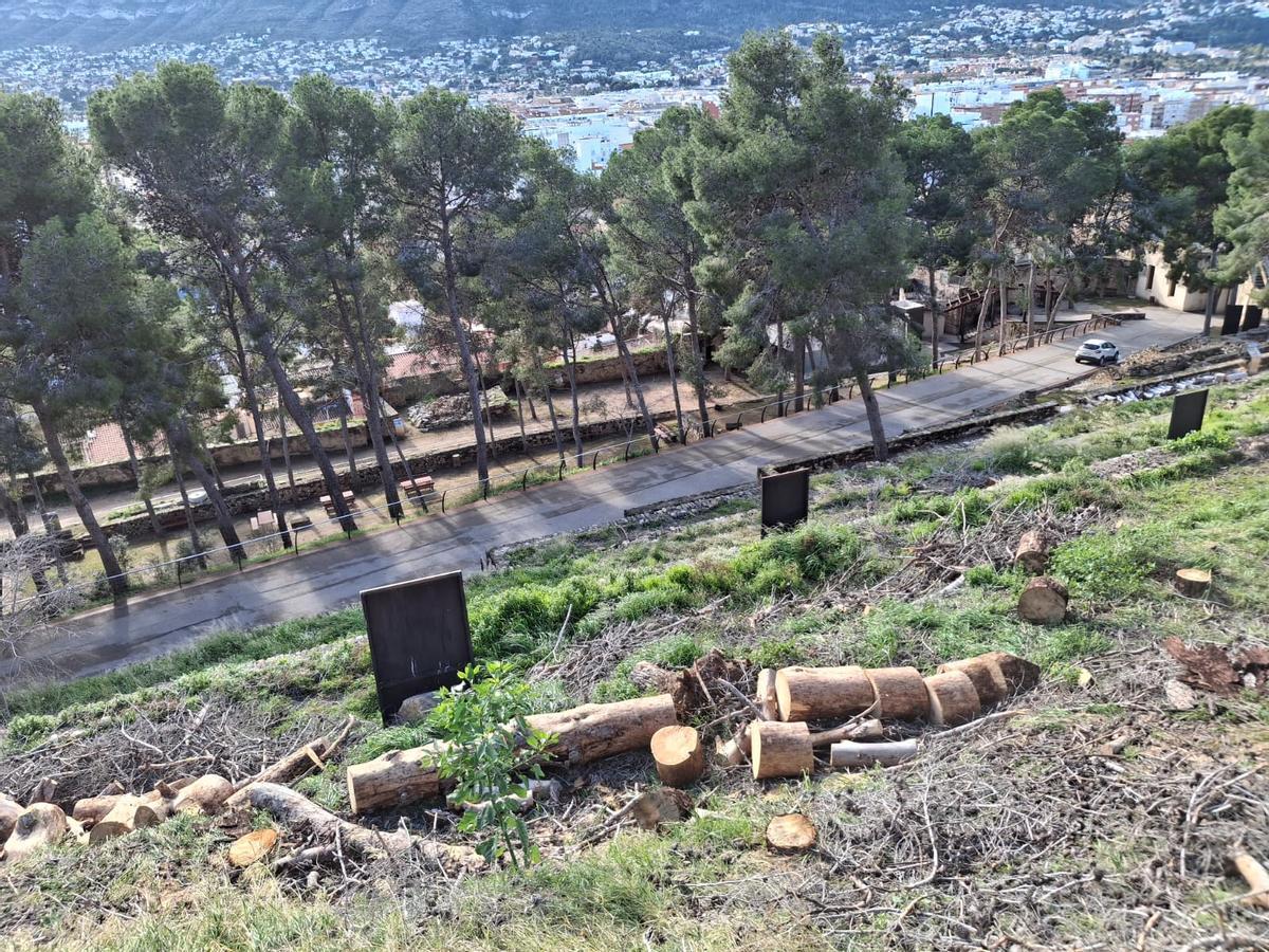 Troncos talados en la ladera que mira al Montgó