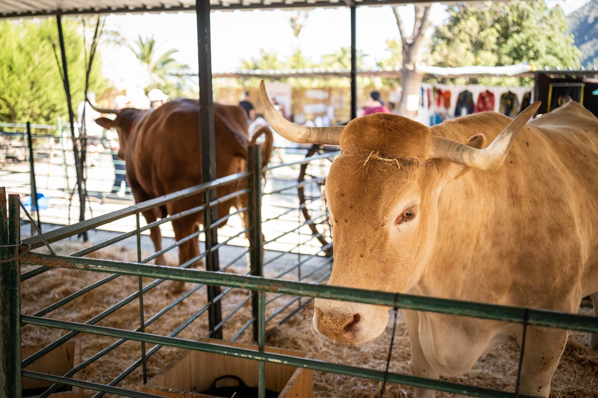 Feria del Queso en Pinolere