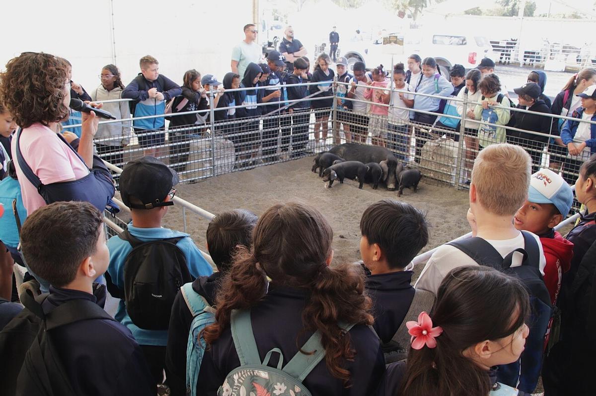 Feria de Ganado de Lanzarote en Uga 2026