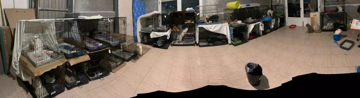 Los gatos en la cochera municipal.