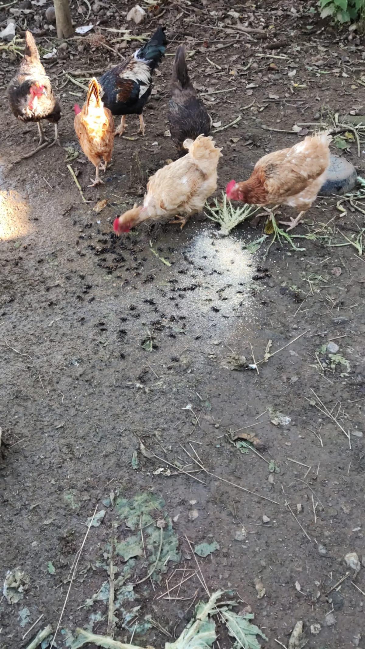 Gallinas dando cuenta de las avispas asiáticas.