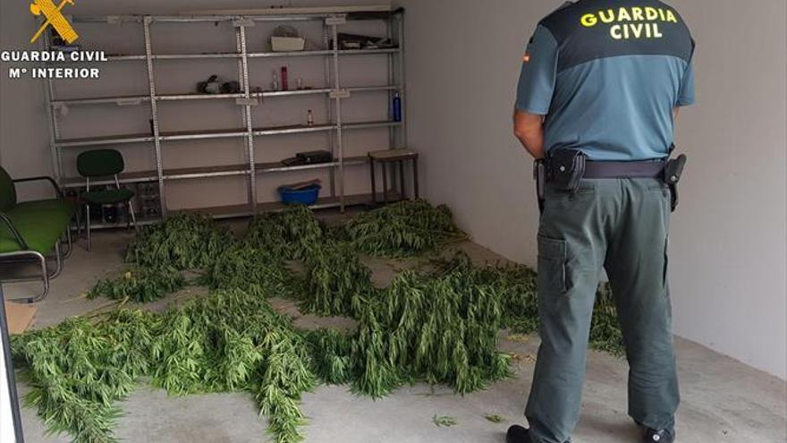 Detienen a dos jóvenes, propietarios de una plantación de marihuana