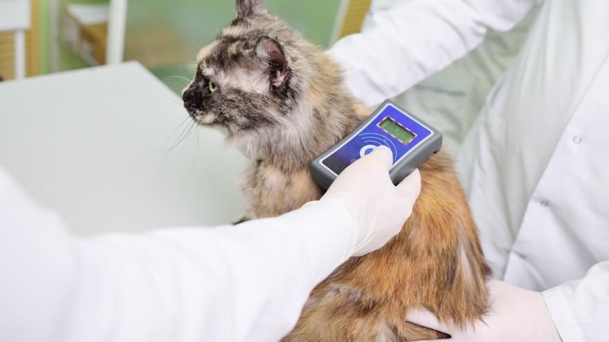 Microchip para gatos: ¿será obligatorio en la Comunitat Valenciana?